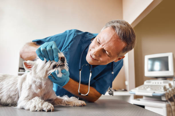 Best Emergency Denture Repair in Milaca, MN